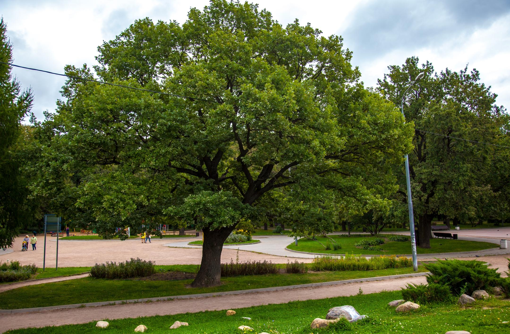 Летняя аллея в парке «Дубки»