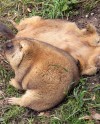 Сурки в Московском зоопарке проснулись раньше обычного Сурки в Московском зоопарке проснулись раньше обычного