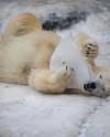 Московский зоопарк устроит романтический ужин для животных в честь Дня всех влюбленных Московский зоопарк устроит романтический ужин для животных в честь Дня всех влюбленных