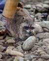 Московский зоопарк отпразднует Всемирный день экскурсовода Московский зоопарк отпразднует Всемирный день экскурсовода