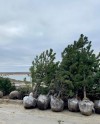 В ЦПКиО Волгограда высаживают новые деревья