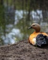 «Аптекарский огород» поделился программой выходных «Аптекарский огород» поделился программой выходных