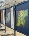 По-настоящему космическая фотовыставка открылась в Лианозовском парке