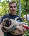 В саду Баумана пройдет фестиваль кошек и собак В саду Баумана пройдет фестиваль кошек и собак