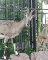 В Московском зоопарке родился краснокнижный голубой баран В Московском зоопарке родился краснокнижный голубой баран