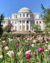 Х Фестиваль тюльпанов на Елагином острове пройдет 21 - 22 мая