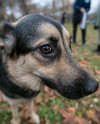 В парке «Садовники» пройдет выставка-пристройство собак из приюта В парке «Садовники» пройдет выставка-пристройство собак из приюта
