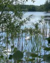 На пруду в парке «Митино» появились еще две пары лебедей