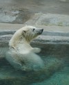 В Московский зоопарк прибыл белый медвежонок, спасенный на острове в Красноярском крае