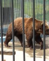 В парке «Швейцария» закрыли зоопарк
