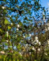 Из-за аномально теплой осени на ВДНХ распустились летние растения Из-за аномально теплой осени на ВДНХ распустились летние растения
