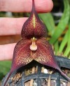 Орхидея-вампир расцвела в 