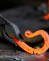 В Измайловском кремле научат кузнечному мастерству В Измайловском кремле научат кузнечному мастерству