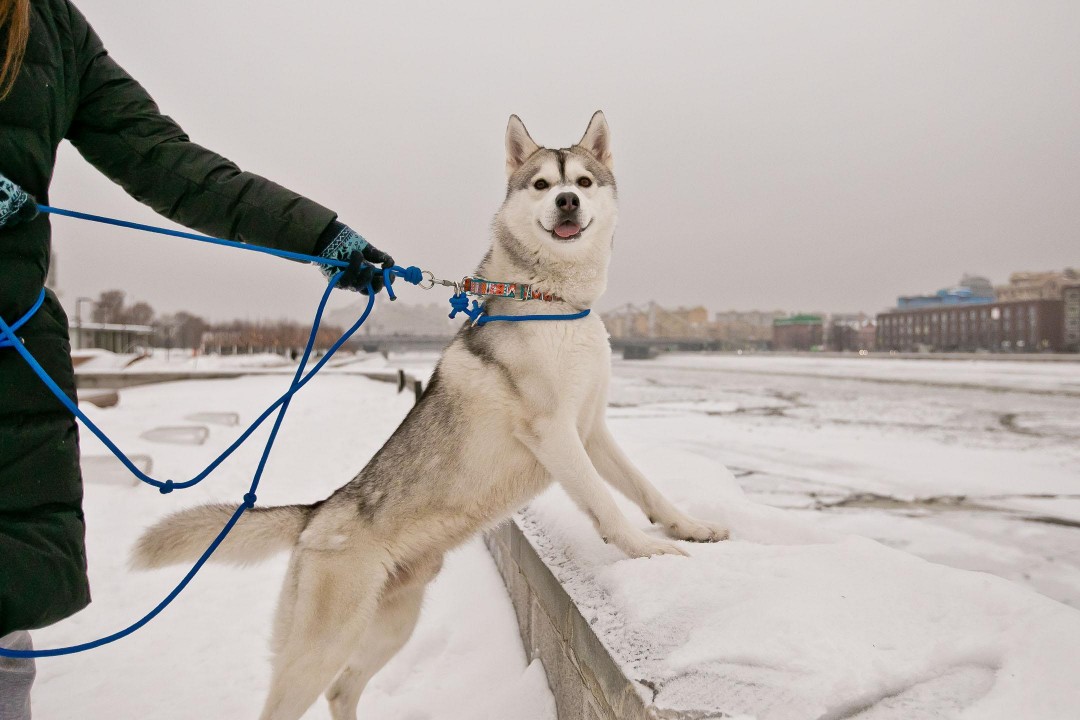 Шлейка для собак своими руками. | Игорь Кузнецов | Дзен