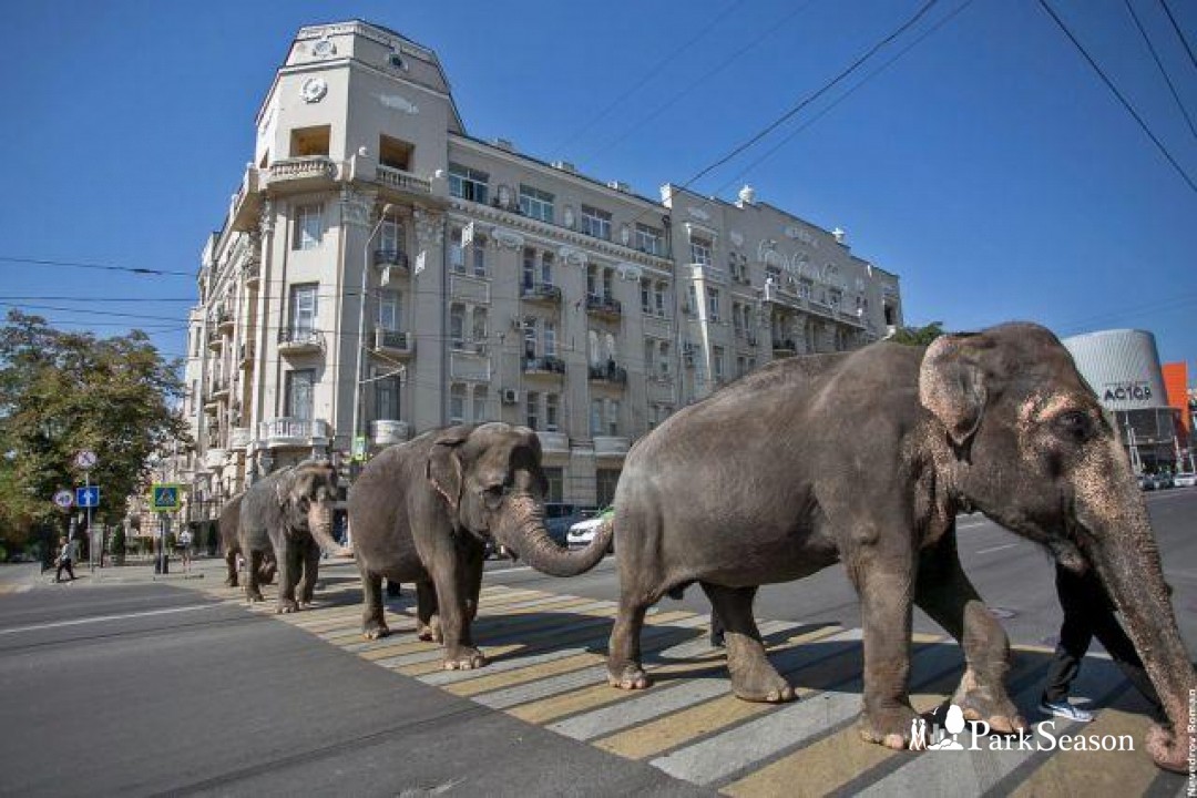 Город животных. По улицам слона водили Ростов парк Горького. Слон в питерском зоопарке. По улице слона водили в Ростове на Дону. Слон в городе.