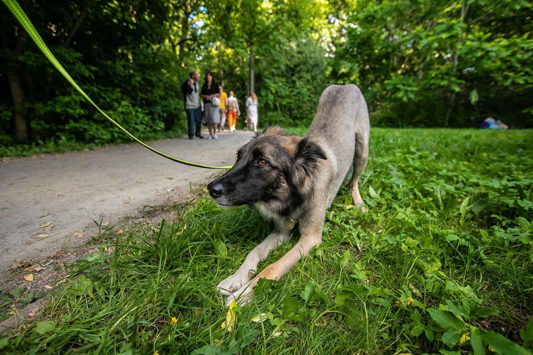 Максима парк выставка собак