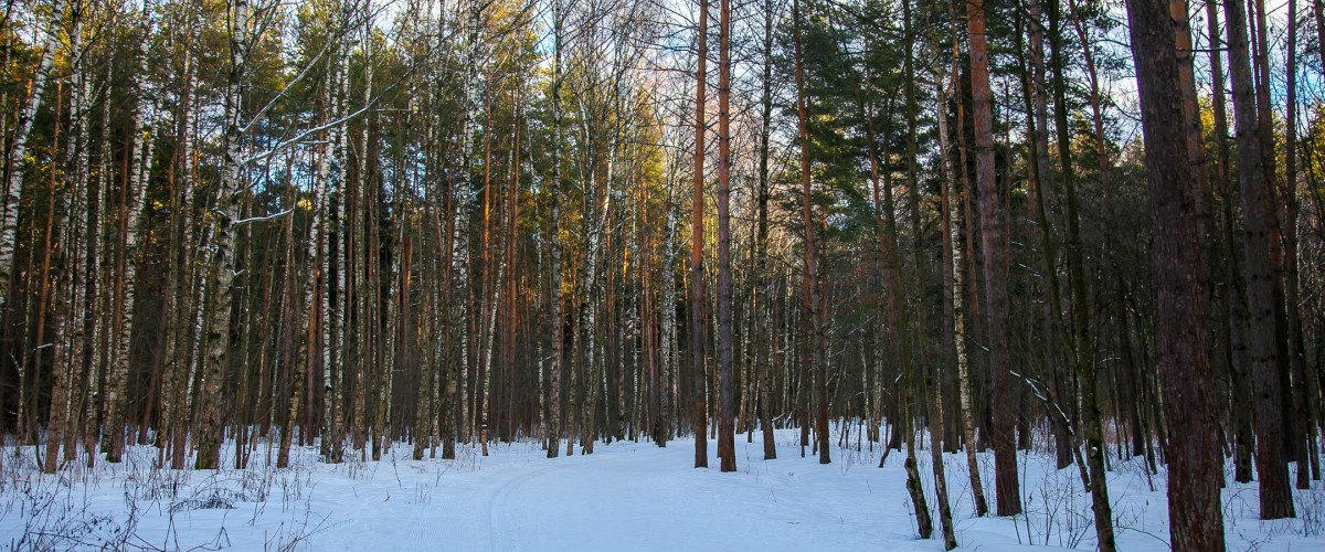 План мещерского парка