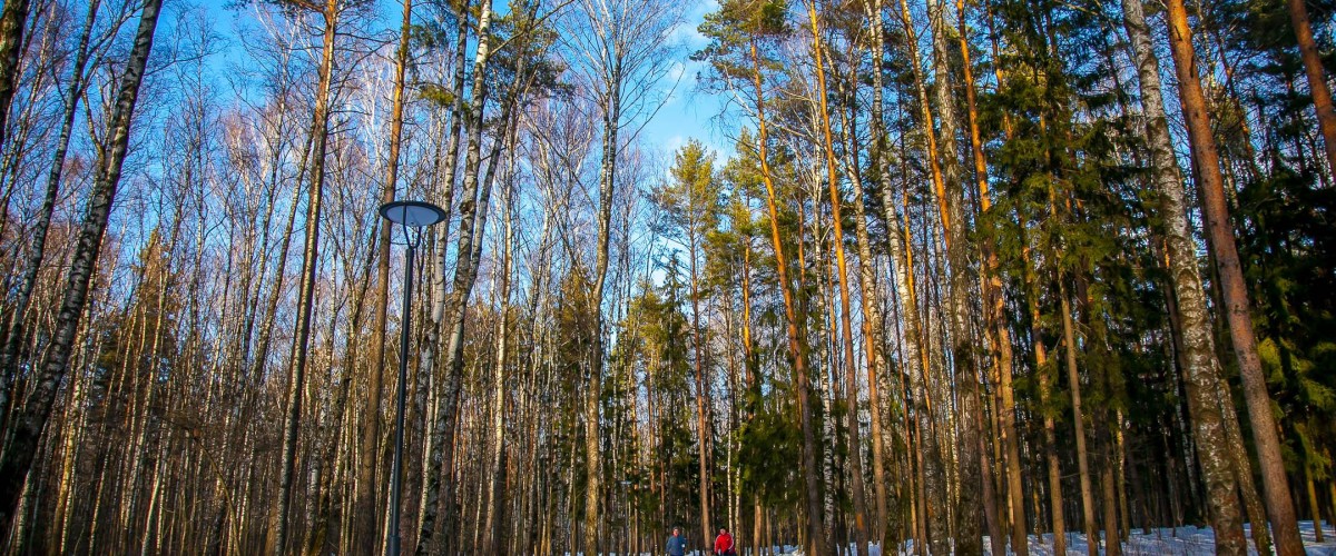 Лесная чайная в мещерском парке. Мещерский парк еда. Дома Егорьевское шоссе в лесу в Мещерском парке на авито.