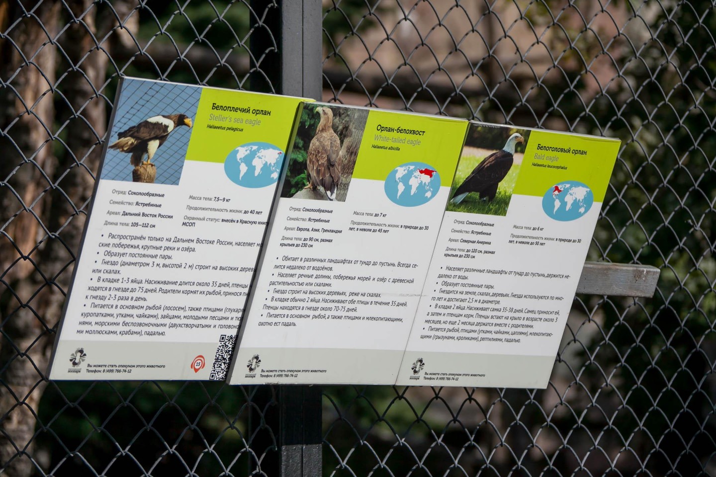 Белоплечий орлан, Московский зоопарк, Москва — ParkSeason