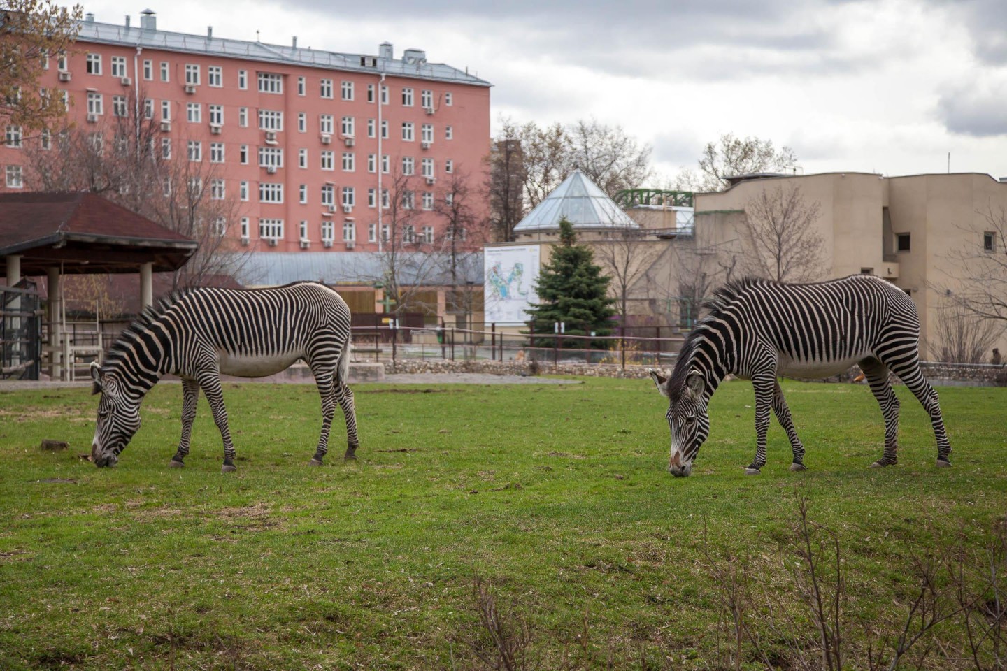 Зебра, Московский зоопарк, Москва — ParkSeason