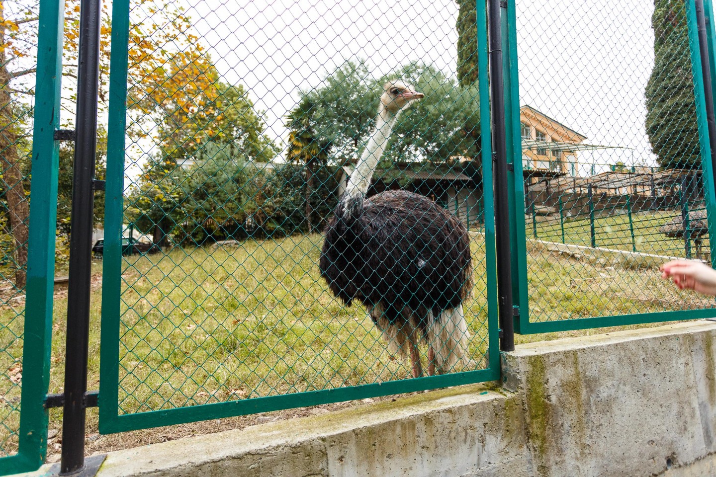 Вольер страусов — ParkSeason