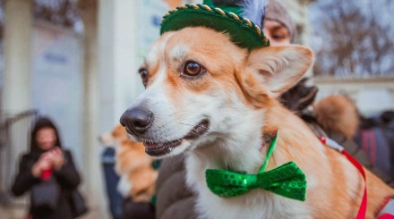 День Святого Патрика и другие события фестиваля Irish Week-2019