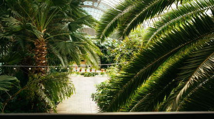 Как живет оранжерея Таврического сада?