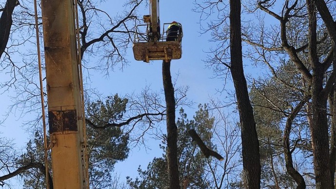 В тульском парке удаляют аварийно-опасные деревья