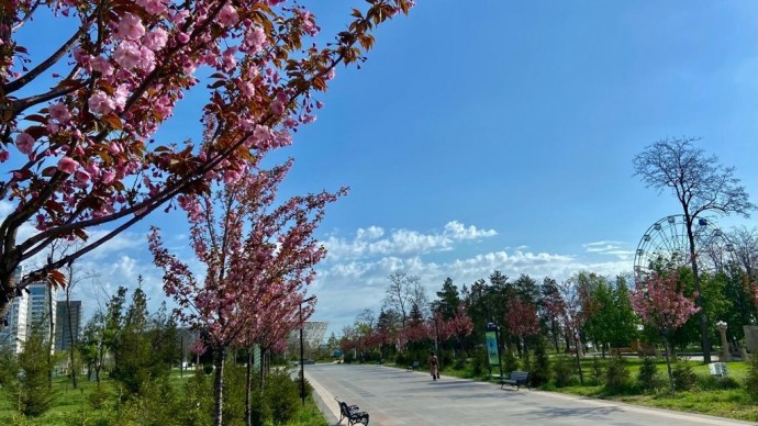 В парке Волгограда зацвели 70 белых и розовых сакур