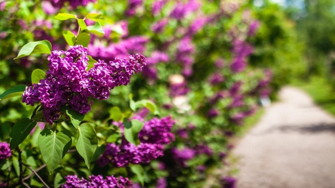 14 апреля в «Сокольниках» откроют Сиреневый сад — ParkSeason