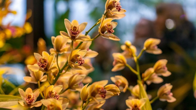 Фестиваль орхидей «Тропическая зима»