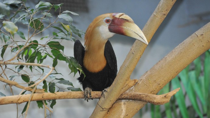 В Московском зоопарке можно познакомиться с птенцом папуанских птиц-носорогов
