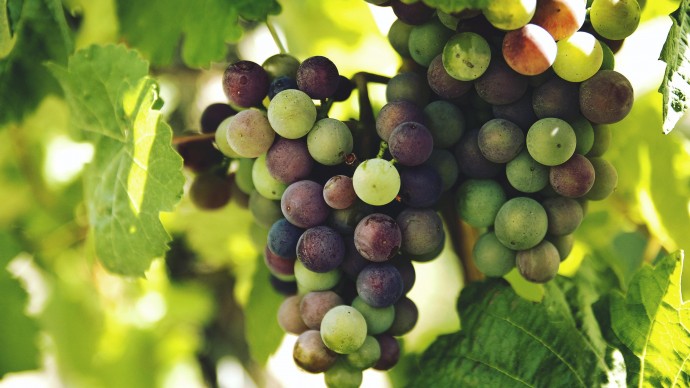 Праздник винограда с дегустацией пройдет в "Аптекарском огороде"