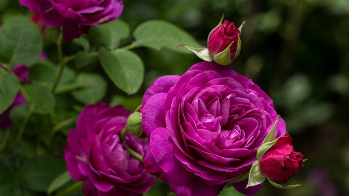 "Аптекарский огород" приглашает на выставку роз