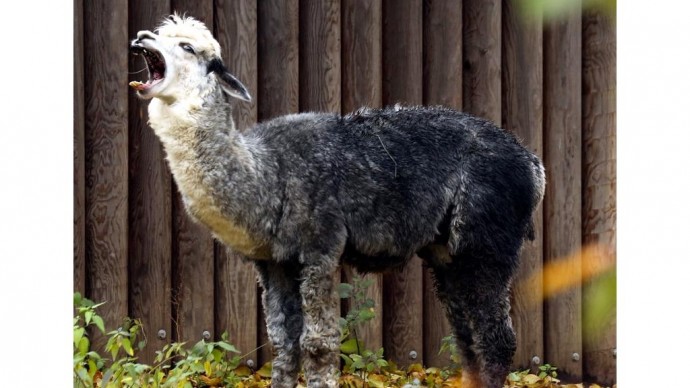 В Московском зоопарке родился альпака Витамин