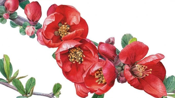 Выставка ботанической живописи и иллюстрации «Цвет Японии»