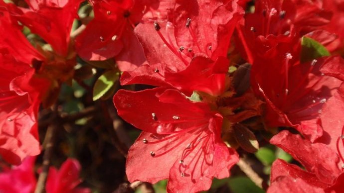 Выставка «Мхи, лишайники и азалии» — ParkSeason