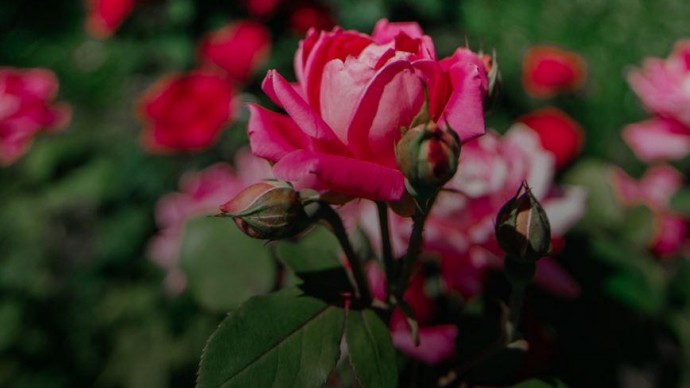 В Большом розарии парка "Сокольники" благоухают розы