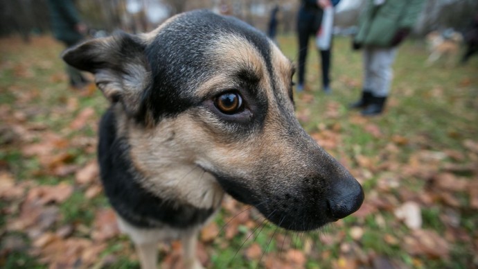 В парке «Садовники» пройдет выставка-пристройство собак из приюта