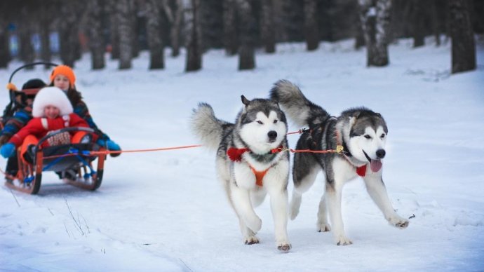В московских парках будут катать на собачьих упряжках
