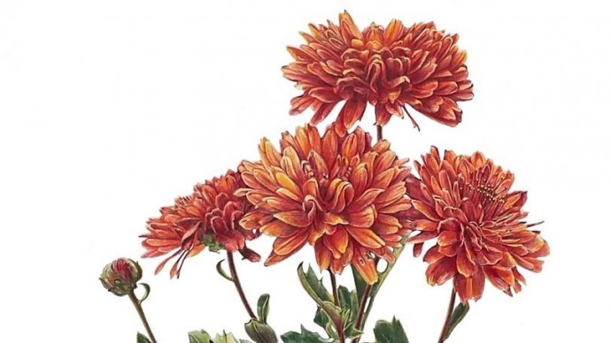 В "Аптекарском огороде" состоится выставка ботанической живописи