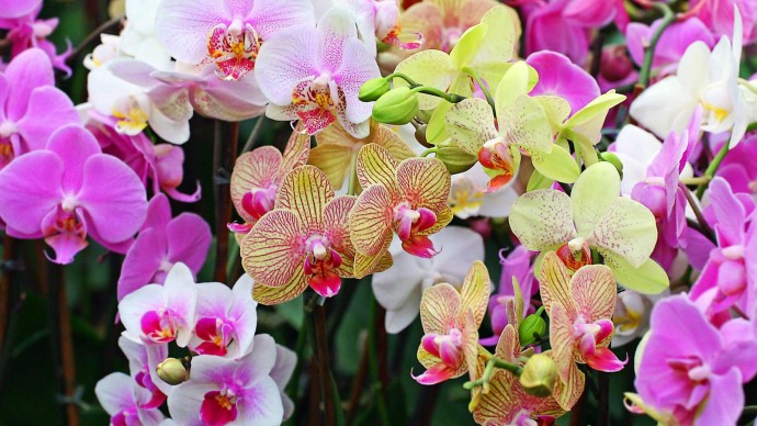 Экспозиция тропических орхидей в «Аптекарском огороде»