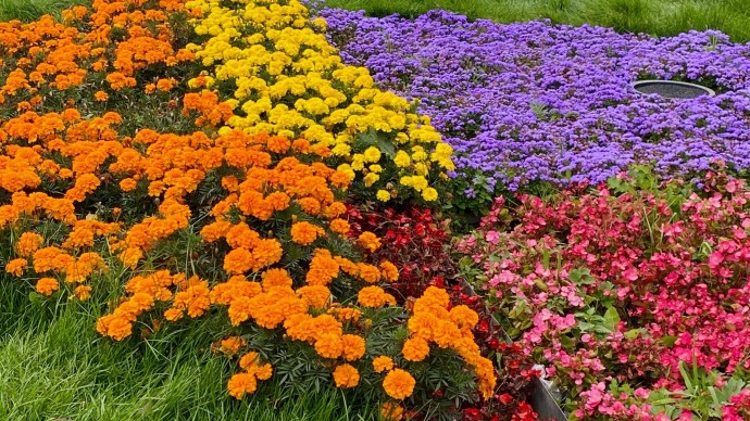 Цветочный сезон в парке Маяковского завершился