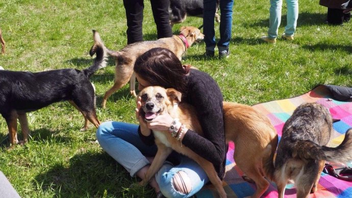 В парке «Садовники» пройдет вечеринка собак, забранных из приютов
