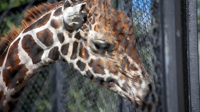 Московский зоопарк снизил стоимость билетов