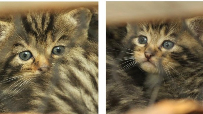 Швейцарский зоопарк «Ла Гаренн» сообщил о рождении пяти лесных котят