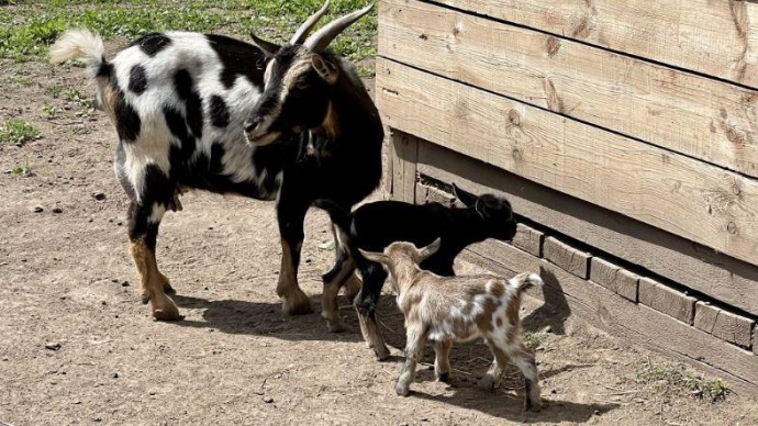 В чебоксарском зооуголке «Ковчег» появились на свет камерунские козлята