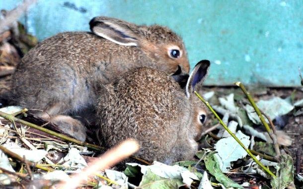 Зайчонок родившийся весной. Зайцы в зоопарке в Москве. Заяц Листопадничек. Зайчата листопаднички. Ранней весной родились маленькие Зайчата.