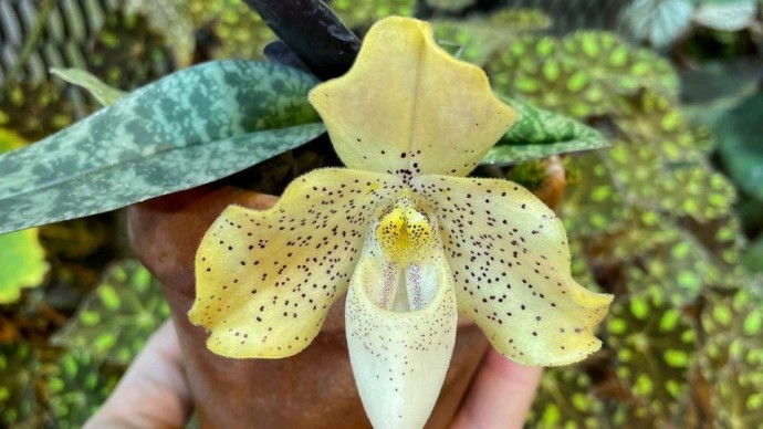 В "Аптекарском огороде" расцвели редкие тропические орхидеи