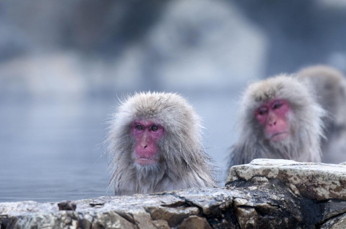 Лучшие парки мира: Парк обезьян Джигокудани, Япония